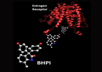 An experimental drug, BHPI, binds to the estrogen receptor and disrupts the growth of cancer cells. Image: Neal Andruska