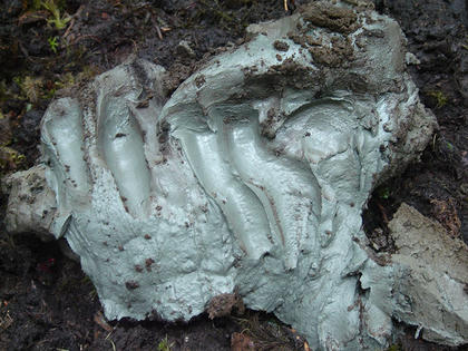 Shovel of clay from Kisameet Bay, British Columbia. Source: UBC
