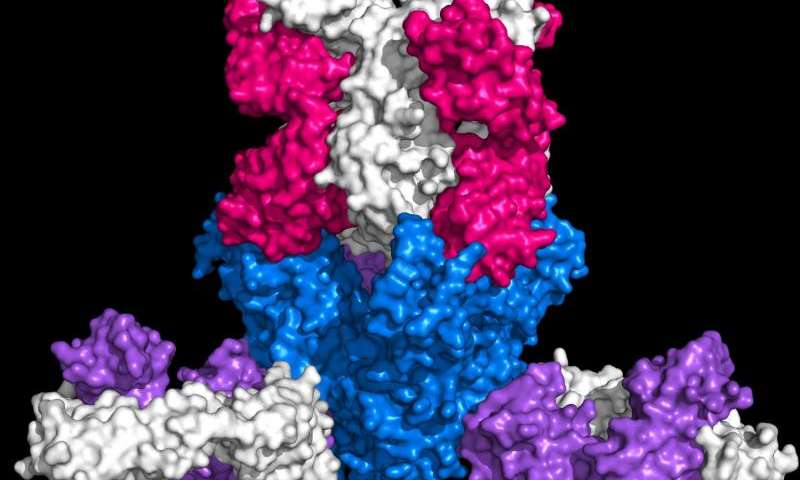 The Ebola virus surface glycoprotein (blue) is shown bound by protective antibodies mAb114 (pink/white) and mAb100 (purple/white). Photo: NIAID