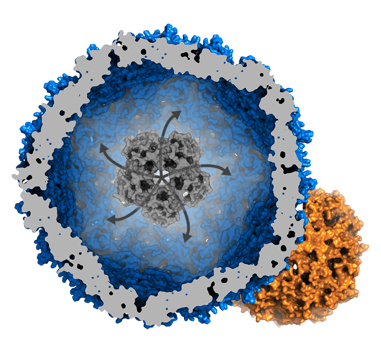 DNA Doughnuts Resist Radiation, Science