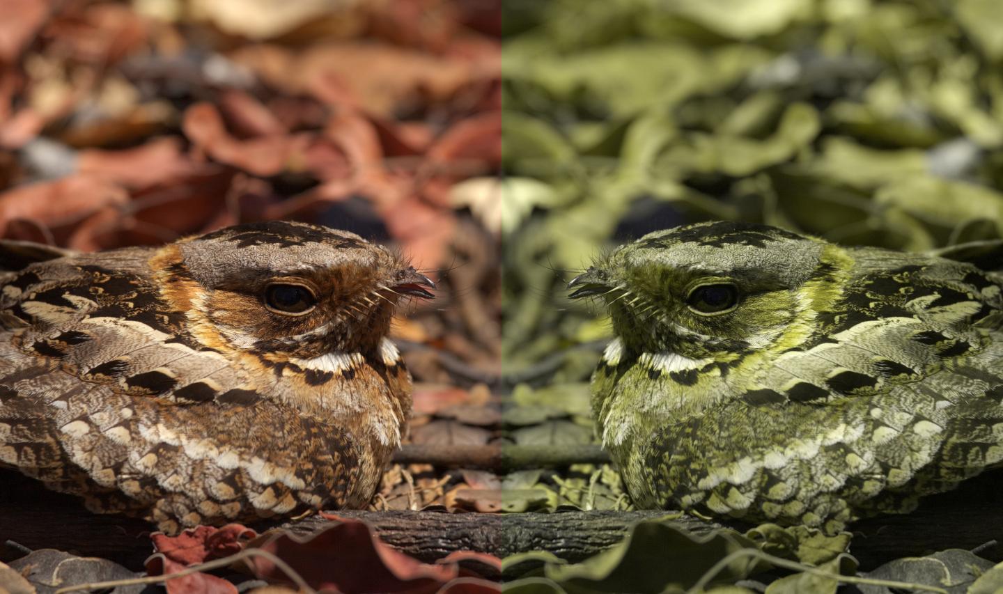 Computer Game Helps Scientists Understand Animal Camouflage - Research &  Development World