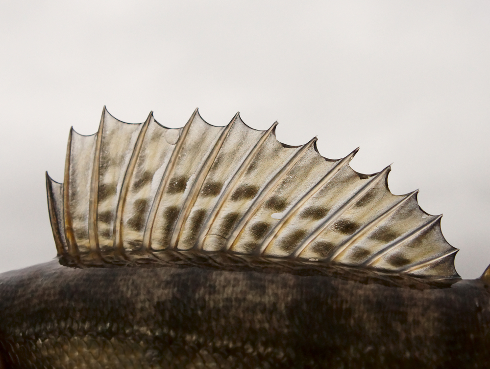 fish’s dorsal fin