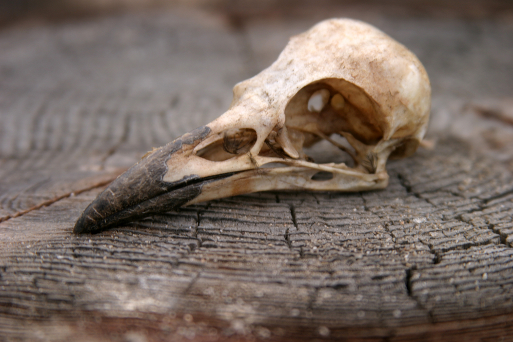 Bird Skull Photography