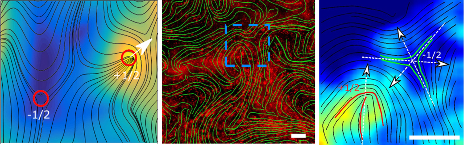 “Swimming” Particles Lead the Way to Self-Healing, Shape-Changing ...