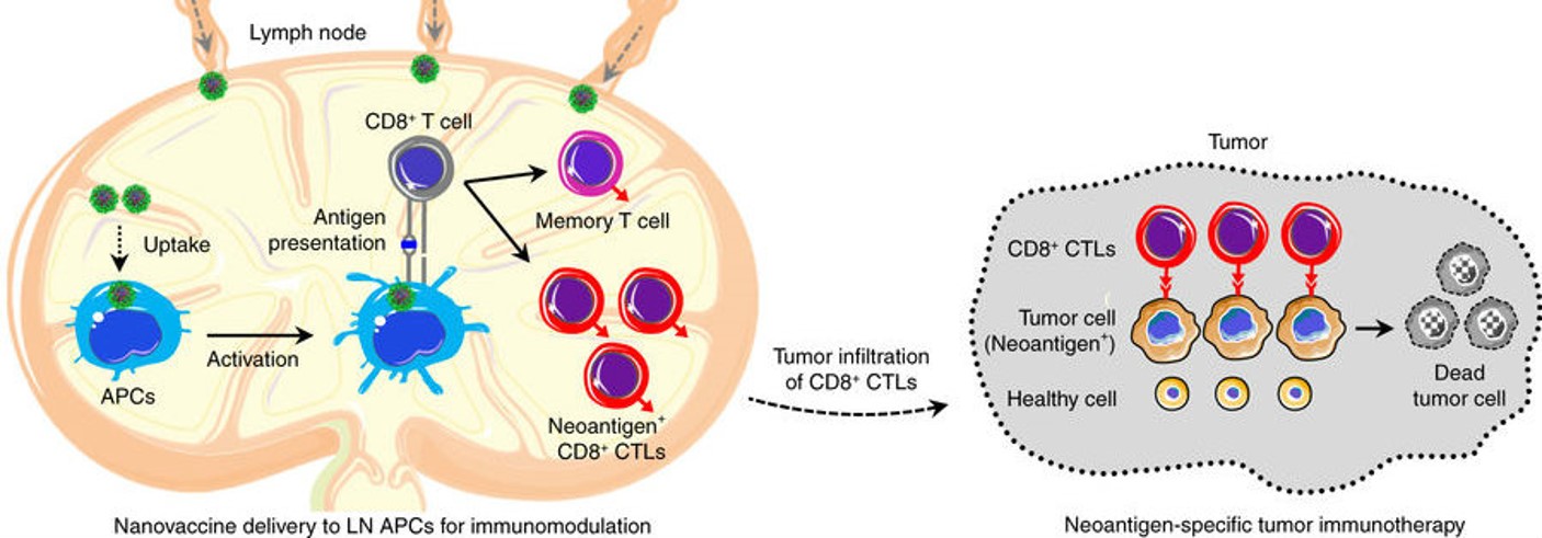 Nanovaccine Acts as “Swiss Army Knife” When Battling Tumors - Research ...