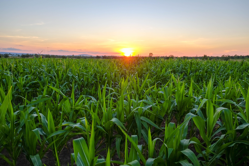 using-big-data-for-sustainable-agriculture-forestry-and-fishery