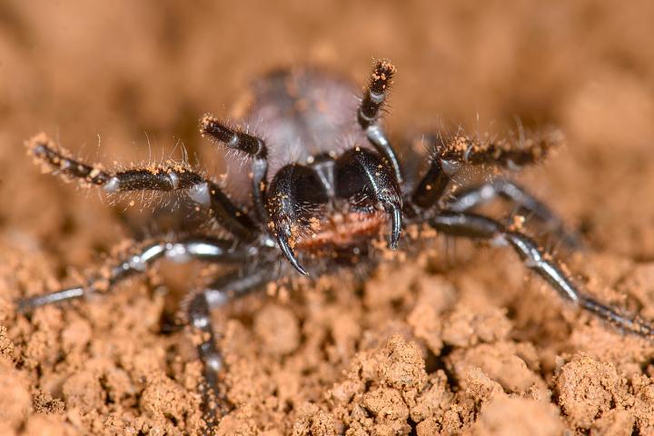 Funnel-Web Spiders: Families, Bites & Other Facts