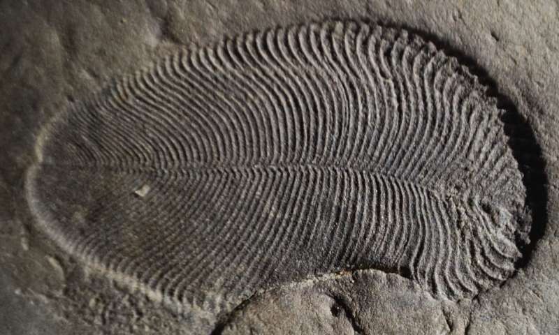 Fat From 558 Million Years Ago Reveals Earliest Known Animal - Research &  Development World