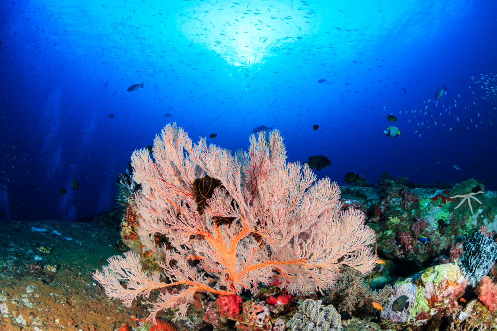 Corals and Their Microbiomes Evolved Together - Research & Development ...