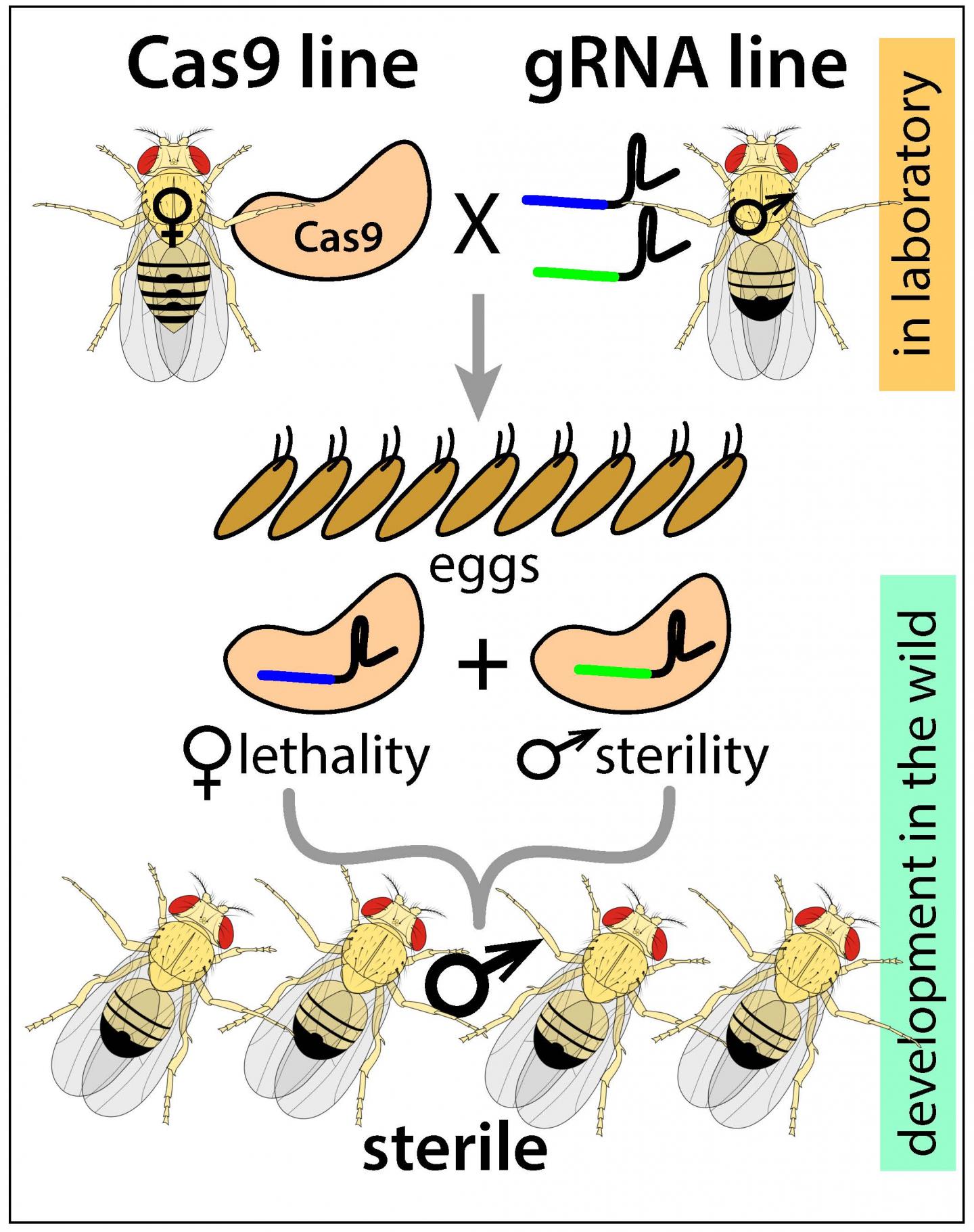 Future Fields and Jenthera Use Fruit Flies for In Vivo CRISPR Therapy