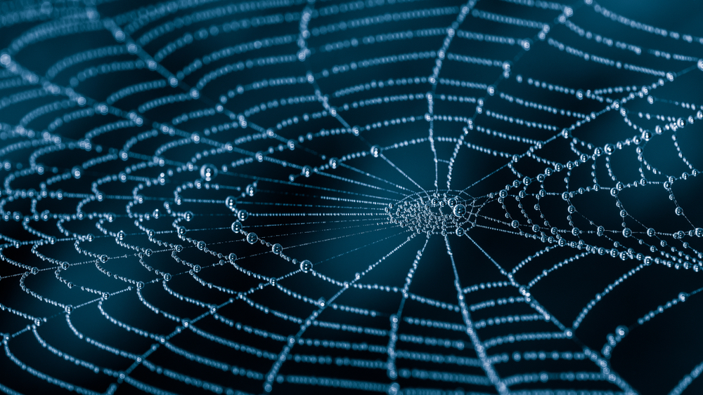 How spider webs achieve their strength, MIT News