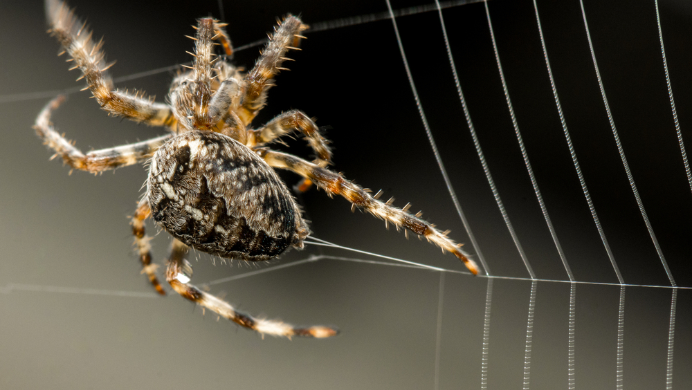 Spider Silk Is The Strongest Known Material at Stephen Thomas blog