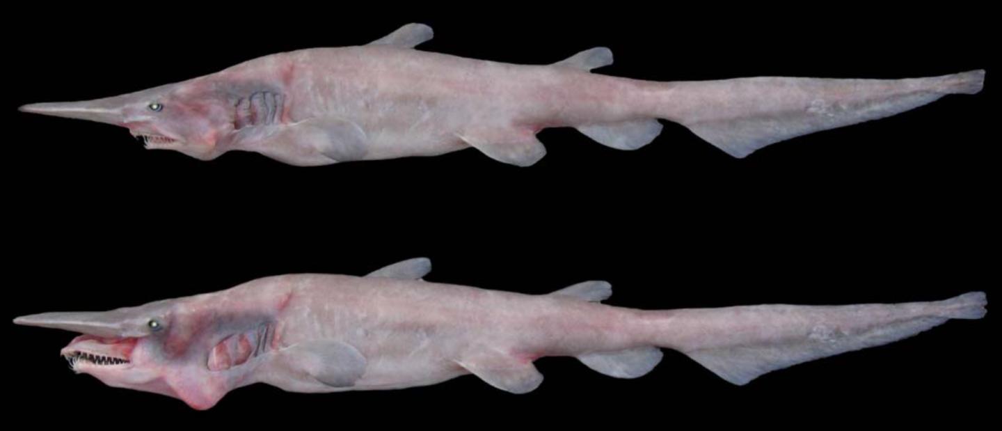 Goblin Shark Life Cycle