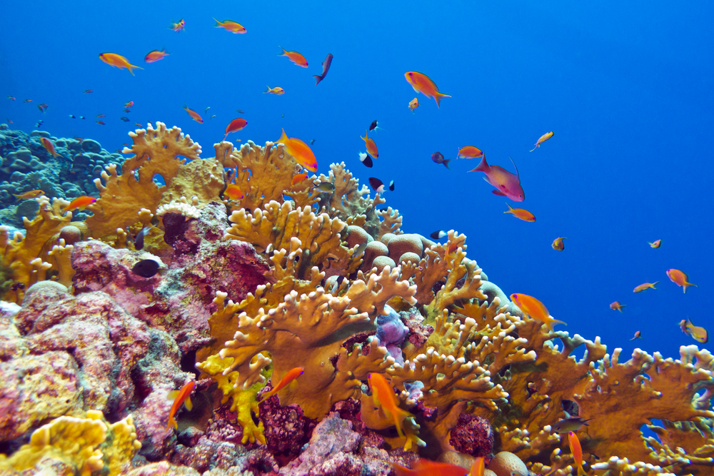 Sharing corals for science  Smithsonian National Museum of