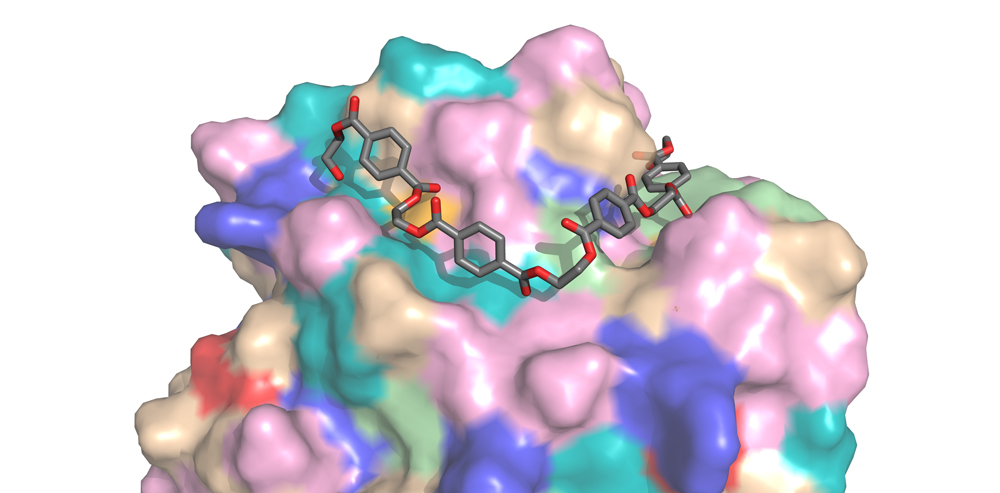 Smooth - pbserum - The cutting-edge world of enzymes