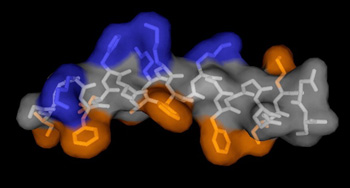 Peptoids are chainlike structure of non-natural amino acids that can be assembled to carry out very specific functions, such as fighting harmful microbes. Image: Annelise Barron