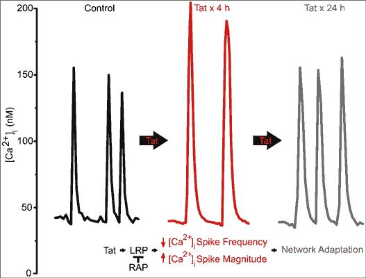 Tat changes the activity of networked neurons and the network adapts to the presence of the toxin. Dr. Stanley A Thayer, Dr. Kelly A. Krogh, Bentham Science Publishers